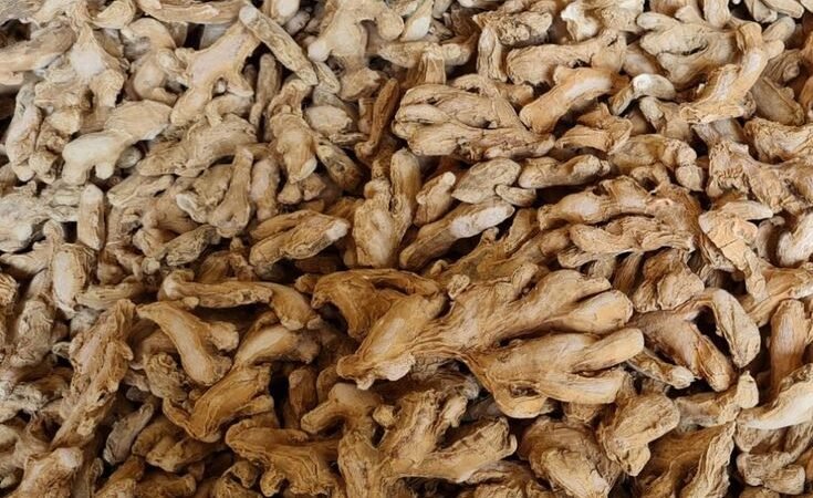 Ginger